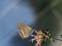 Lampides boeticus 7, Tijgerblauwtje, Vlinderstichting-Kars Veling