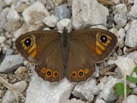 Lasiommata maera 16, Rotsvlinder, Vlinderstichting-Henk Bosma