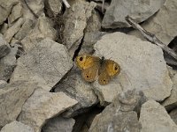 Lasiommata maera 18, Rotsvlinder, female, Saxifraga-Jan van der Straaten