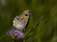 Lasiommata maera 22, Rotsvlinder, Saxifraga-Jan van der Straaten