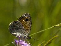 Lasiommata maera 27, Rotsvlinder, Saxifraga-Jan van der Straaten