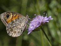 Lasiommata maera 41, Rotsvlinder, Saxifraga-Marijke Verhagen
