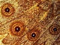 273_16A, Lasiommata megera : Lasiommata megera, Wall Brown, Argusvlinder, hindwing underside