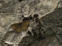 Lasiommata petropolitana 11, Kleine rotsvlinder, Saxifraga-Jan van der Straaten