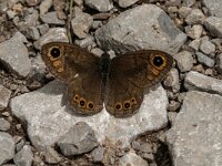 Lasiommata petropolitana 13, Kleine rotsvlinder, Saxifraga-Jan van der Straaten