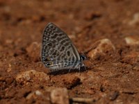 Leptotes pirithous 3, Klein tijgerblauwtje, Vlinderstichting-Chris van Swaay