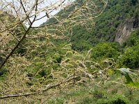 Libythea celtis 19, Snuitvlinder, tree with pupae, Saxifraga-Kars Veling