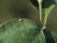 Limenitis camilla 1, Kleine ijsvogelvlinder, Vlinderstichting-Nely Honig