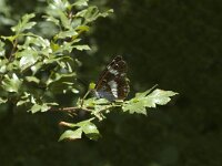 Limenitis camilla 10, Kleine ijsvogelvlinder, Saxifraga-Marijke Verhagen