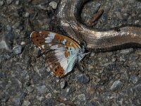 Limenitis camilla 12, Kleine ijsvogelvlinder, Vlinderstichting-Kars Veling