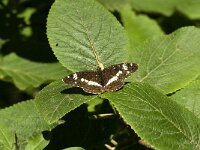 Limenitis camilla 13, Kleine ijsvogelvlinder, Saxifraga-Jan van der Straaten