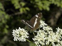 Limenitis camilla 17, Kleine ijsvogelvlinder, Saxifraga-Marijke Verhagen