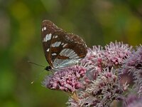 ijsvogelvlinder  ijsvogelvlider op koninginnekruid : Ladoga camilla