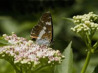 Limenitis camilla 27, Kleine ijsvogelvlinder, Saxifraga-Jan van der Straaten