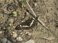 Limenitis camilla 28, Kleine ijsvogelvlinder, Saxifraga-Jan van der Straaten