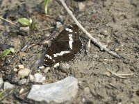 Limenitis camilla 29, Kleine ijsvogelvlinder, Saxifraga-Jan van der Straaten