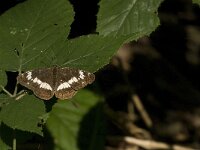 Limenitis camilla 32, Kleine ijsvogelvlinder, Saxifraga-Jan van der Straaten