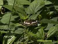 Limenitis camilla 34, Kleine ijsvogelvlinder, Saxifraga-Jan van der Straaten