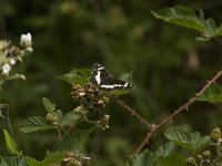 Limenitis camilla 35, Kleine ijsvogelvlinder, Saxifraga-Jan van der Straaten