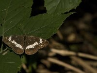 Limenitis camilla 36, Kleine ijsvogelvlinder, Saxifraga-Jan van der Straaten