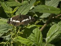 Limenitis camilla 39, Kleine ijsvogelvlinder, Saxifraga-Jan van der Straaten