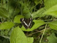 Limenitis camilla 71, Kleine ijsvogelvlinder, Saxifraga-Jan van der Straaten