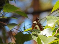 Limenitis camilla 78, Kleine ijsvogelvlinder, Saxifraga-Kars Veling