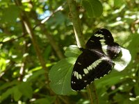 Limenitis camilla 93, Kleine ijsvogelvlinder, Saxifraga-Kars Veling