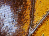 Limenitis populi 17, Grote ijsvogelvlinder, Saxifraga-Ab H Baas