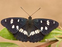 masia de Can Miravitges  website : Blauwe ijsvogelvlinder, Limenitis, Limenitis reducta, blauwe, catalonie, ijsvogelvlinder, insect, reducta, spanje, vlinder