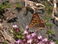 Lycaena alciphron 11, Violette vuurvlinder, Vlinderstichting-Kars Veling