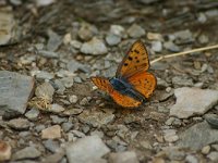 Lycaena alciphron 9, Violette vuurvlinder, Saxifraga-Dirk Hilbers