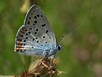 Lycaena alciphron gordius 17, Violette vuurvlinder, male, Saxifraga-Kars Veling