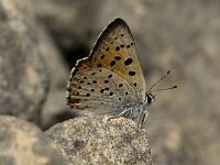 Lycaena alciphron ssp gordius 13, Violette vuurvlinder, male, Saxifraga-Jan van der Straaten