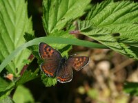 Lycaena helle 10, Blauwe vuurvlinder, Saxifraga-Kars Veling