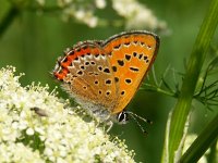 Lycaena helle 6, Blauwe vuurvlinder, Vlinderstichting-Chris van Swaay  Lycaena helle Blauwe vuurvlinder LHELL LYCAHELL