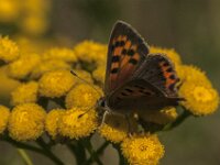 Lycaena phlaeas 109, male, Kleine vuurvlinder, Saxifraga-Jan van der Straaten