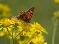 Lycaena phlaeas 16, Kleine vuurvlinder, Vlinderstichting-Henk Bosma