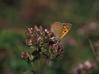 Lycaena phlaeas 19, Kleine vuurvlinder, male, Vlinderstichting-Kars Veling