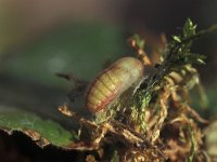 Lycaena phlaeas 20, Kleine vuurvlinder, pupa, Vlinderstichting-Nely Honig