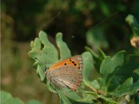 Lycaena phlaeas 25, Kleine vuurvlinder, Vlinderstichting-Henk Bosma