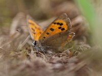 Lycaena phlaeas 46, Kleine vuurvlinder, Saxifraga-Rudmer Zwerver