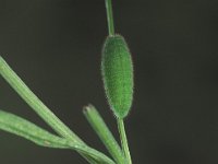 Lycaena phlaeas 5, Kleine vuurvlinder, Vlinderstichting-Nely Honig