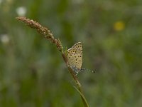 Lycaena tityrus 13, Bruine vuurvlinder, male, Vlinderstichting-Kars Veling