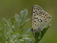 Lycaena tityrus 15, Bruine vuurvlinder, male, Vlinderstichting-Kars Veling