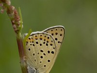 Lycaena tityrus 17, Bruine vuurvlinder, male, Vlinderstichting-Kars Veling