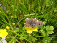 Lycaena tityrus 25, Bruine vuurvlinder, male, Vlinderstichting-Henk Bosma
