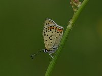 Lycaena tityrus 29, Bruine vuurvlinder, Vlinderstichting-Kars Veling