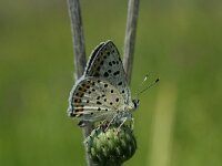 Lycaena tityrus 30, Bruine vuurvlinder, Vlinderstichting-Kars Veling