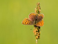 Macro image Sooty copper  Sooty Copper Butterfly (Lycaena tityrus) Basking in the Sun : Flowers, Lycaena, Lycaena tityrus, Netherlands, animal, basking, beauty, borboleta, butterfly, closeup, copper, europe, farfalla, fauna, field, flores, germany, grass, green, heodes, insect, landscape, macro, makrophotography, mariposa, meadow, nature, plant, primavera, resting, rural, scarce, sooty, spring, summer, sun, tityrus, wild, wildlife, yellow